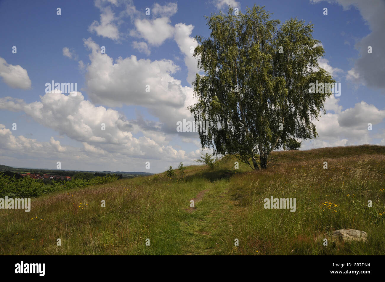 Birch In Spring Stock Photo - Alamy