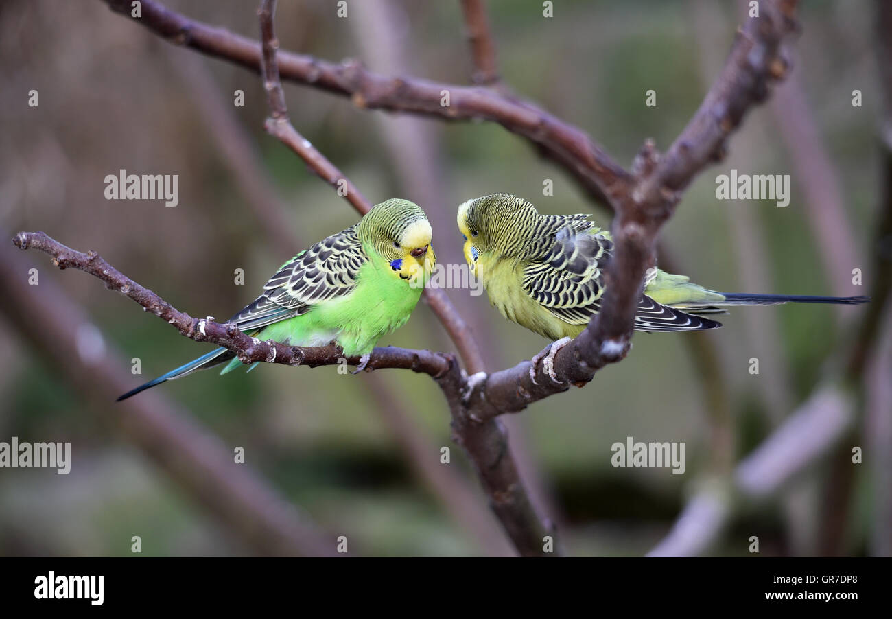 Budgies hi-res stock photography and images - Alamy