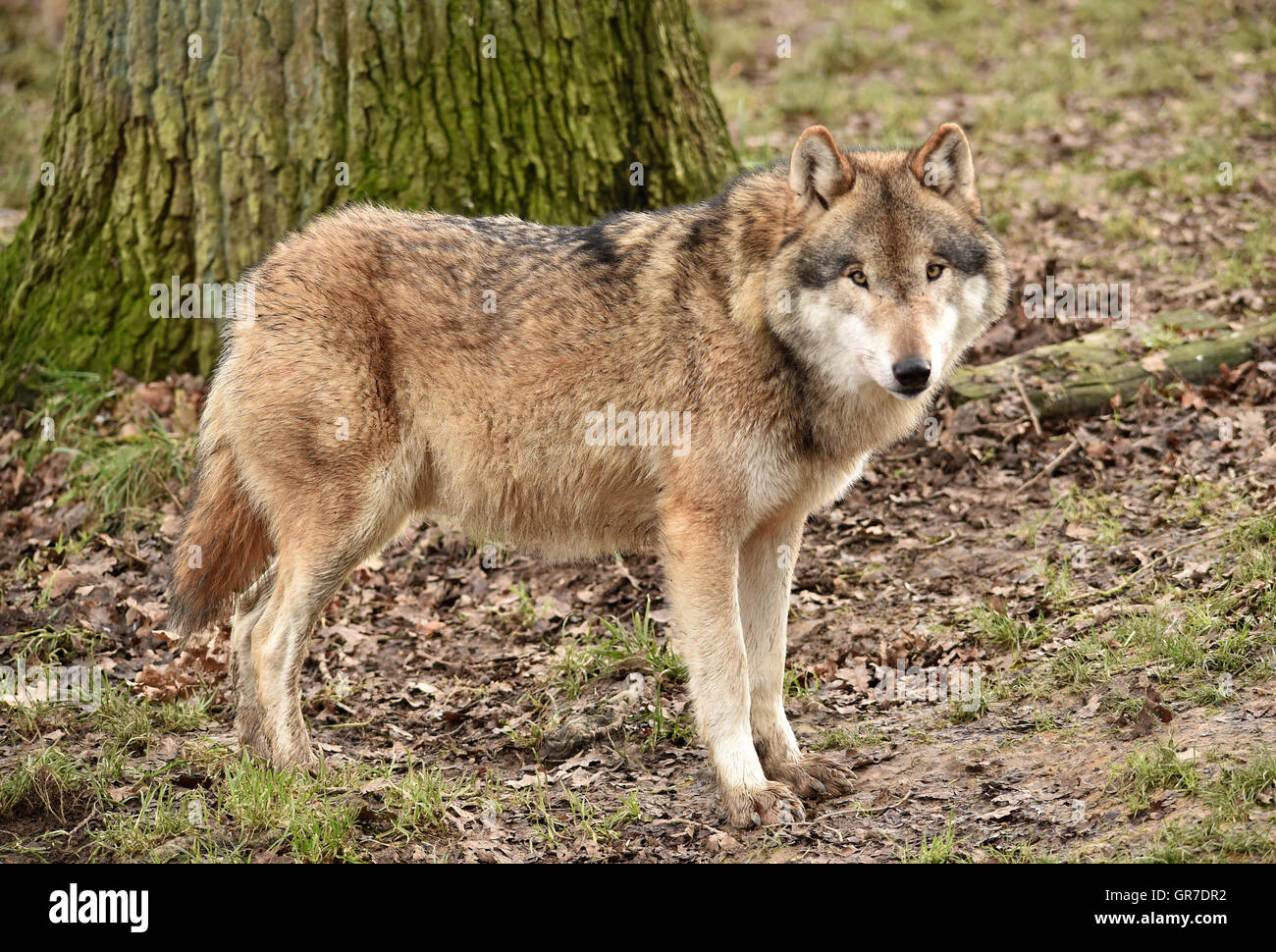 The Wolf Stock Photo