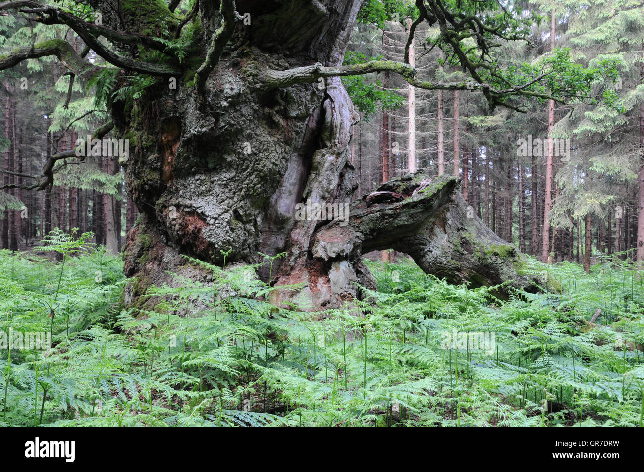 Oak Tree In Fern Stock Photo