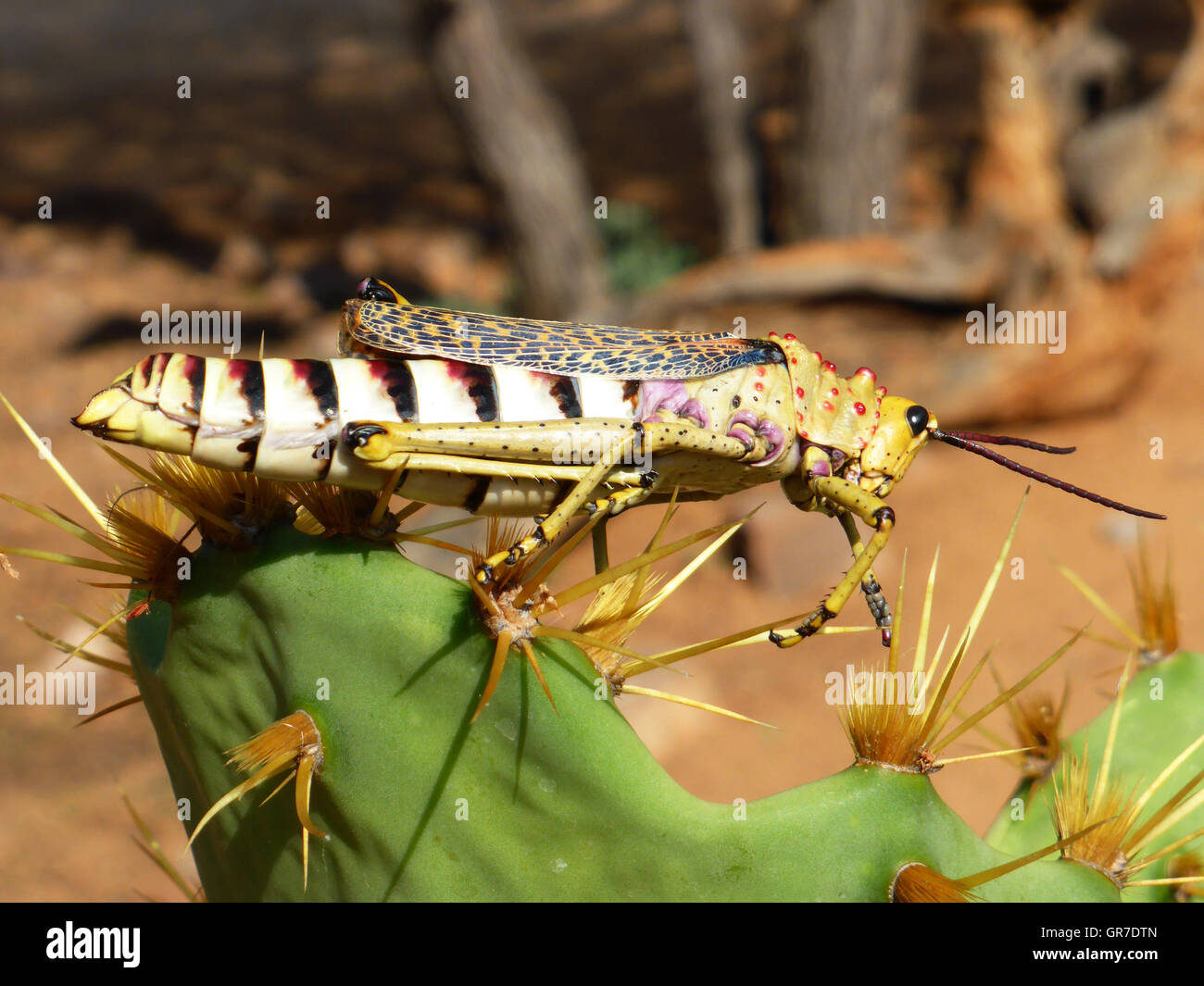 African Locust Stock Photo