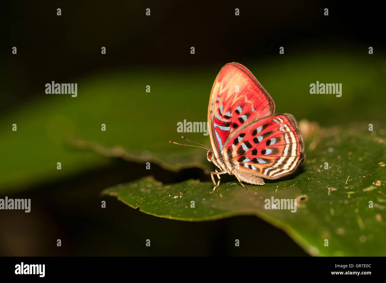White-spotted Harlequin butterfly  (Paralaxita telesia) resting on leaf, Kinabatangan, Sabah, Malaysia, Borneo Stock Photo