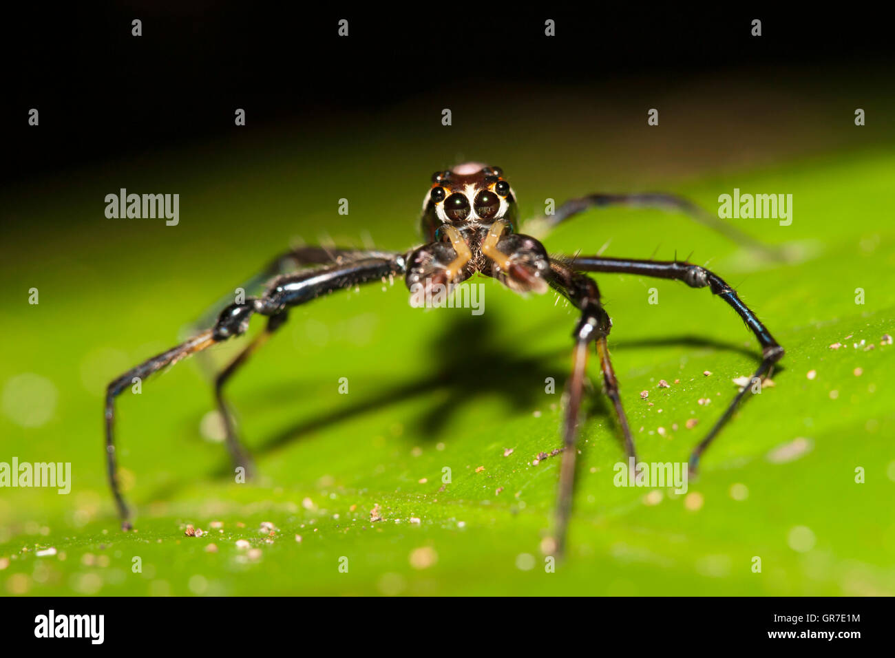 Hunting spider (unidentified species) on leaf, Kinabatangan, Sabah, Borneo, Malaysia Stock Photo