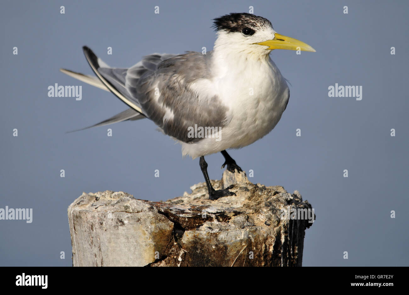 Greater Crested Tern Stock Photo