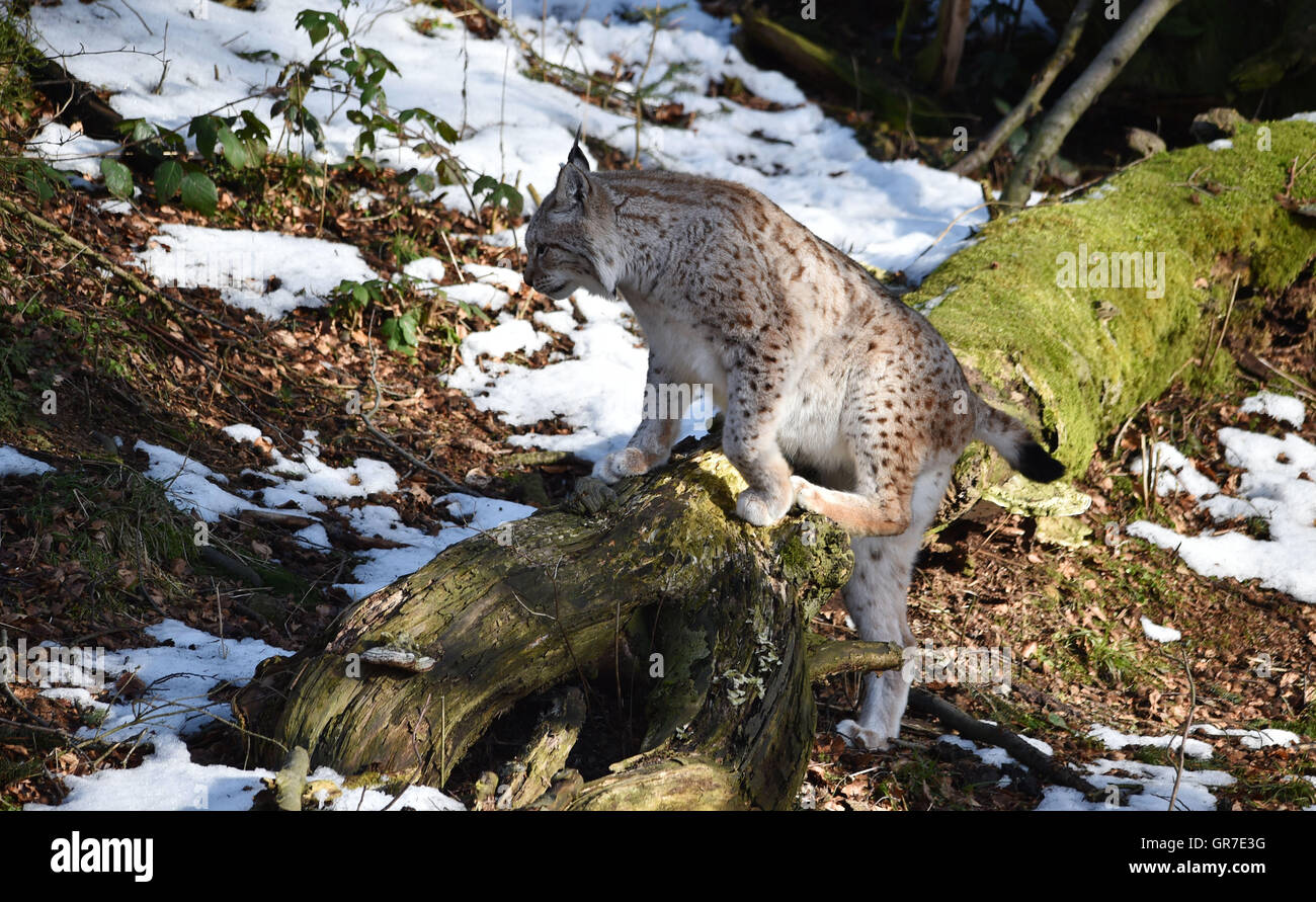 Lynx In Winter Stock Photo