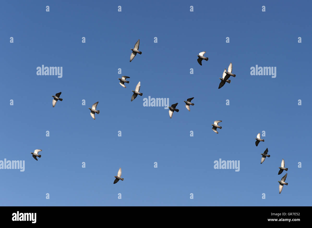 Flock Of Doves Stock Photo Alamy