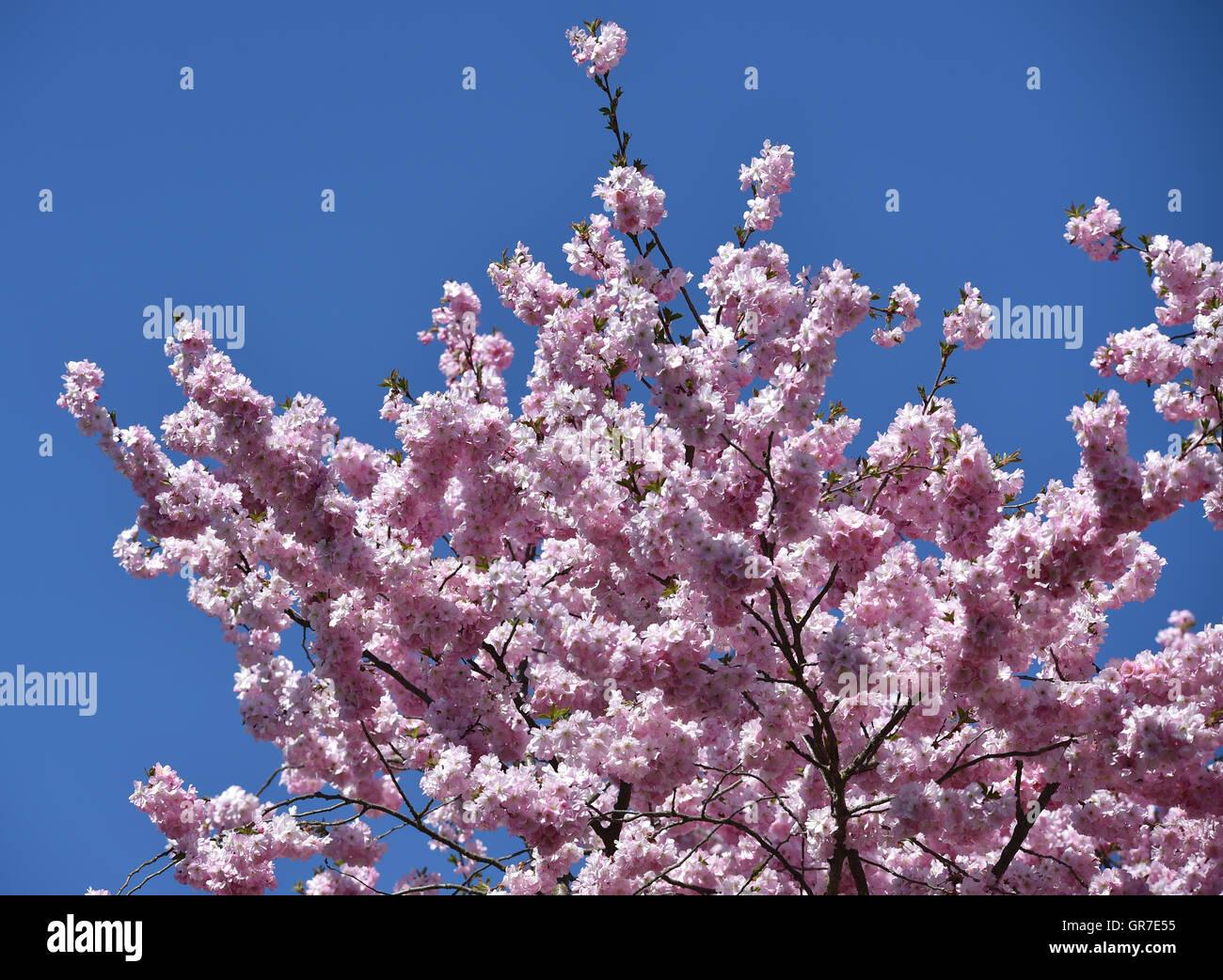 Ornamental Cherry Tree Stock Photo