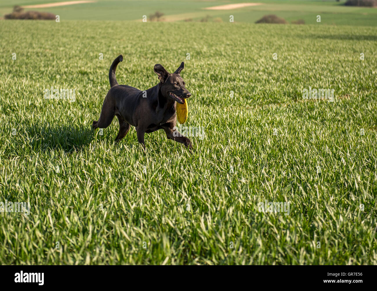 Labrador With Frisbee Stock Photo
