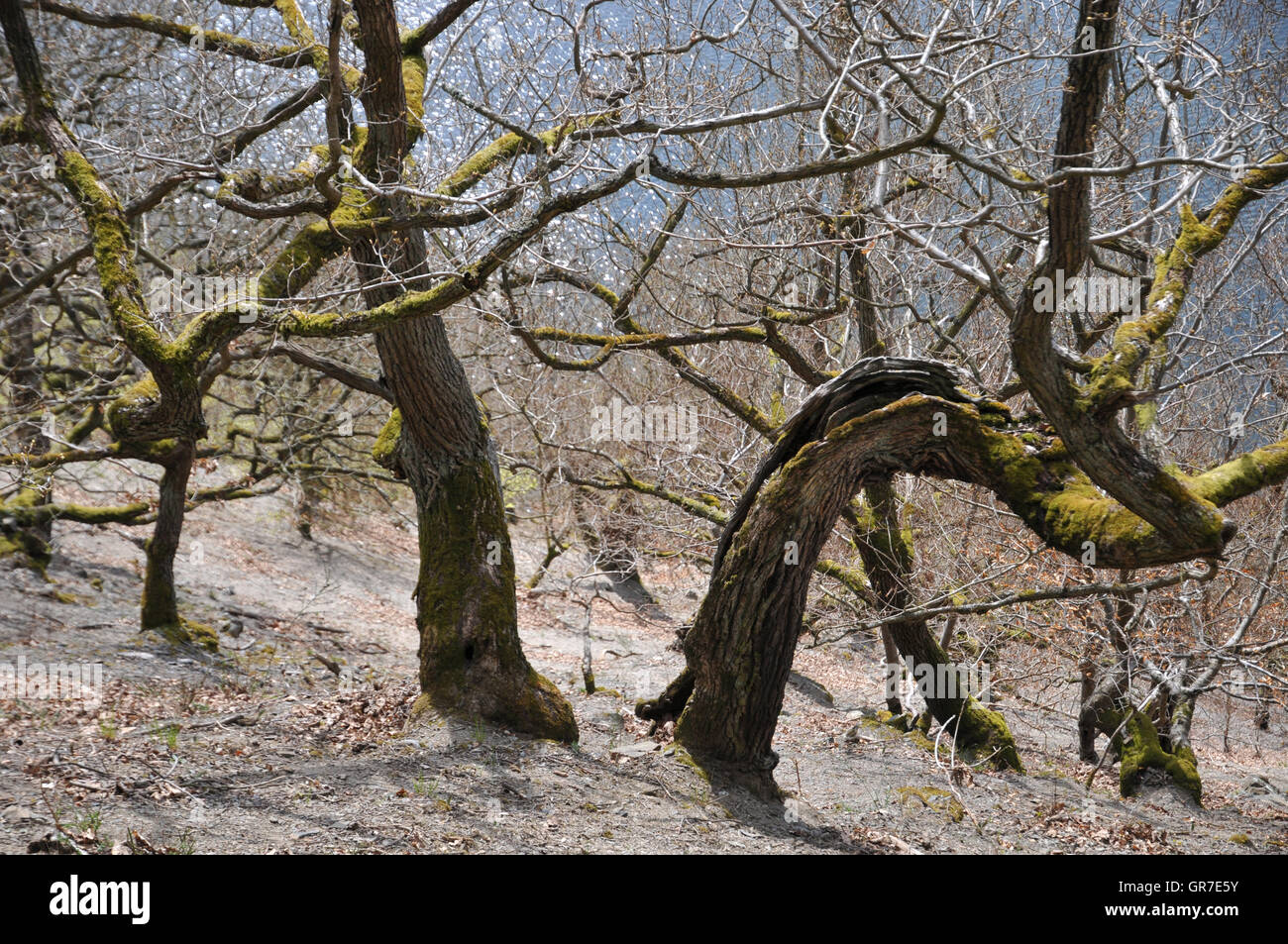 Old Oak Stock Photo