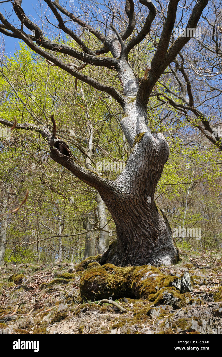 Gnarled old oak trees hi-res stock photography and images - Alamy