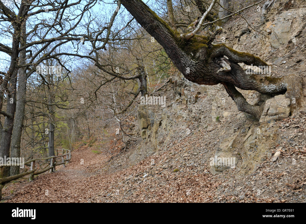 Gnarled old oak trees hi-res stock photography and images - Alamy