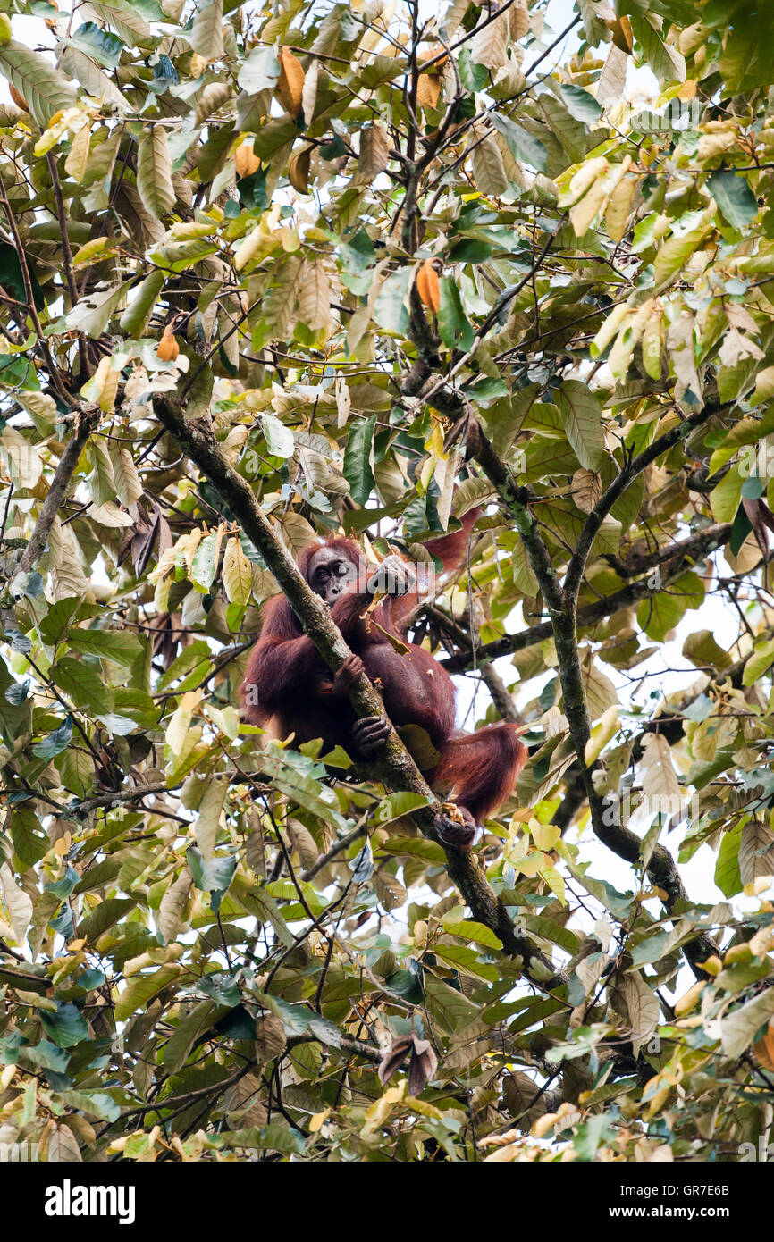 Orangutan (Pongo pygmaeus) female with infant eating leaves, Kinabatangan, Sabah, Malaysia, Borneo Stock Photo