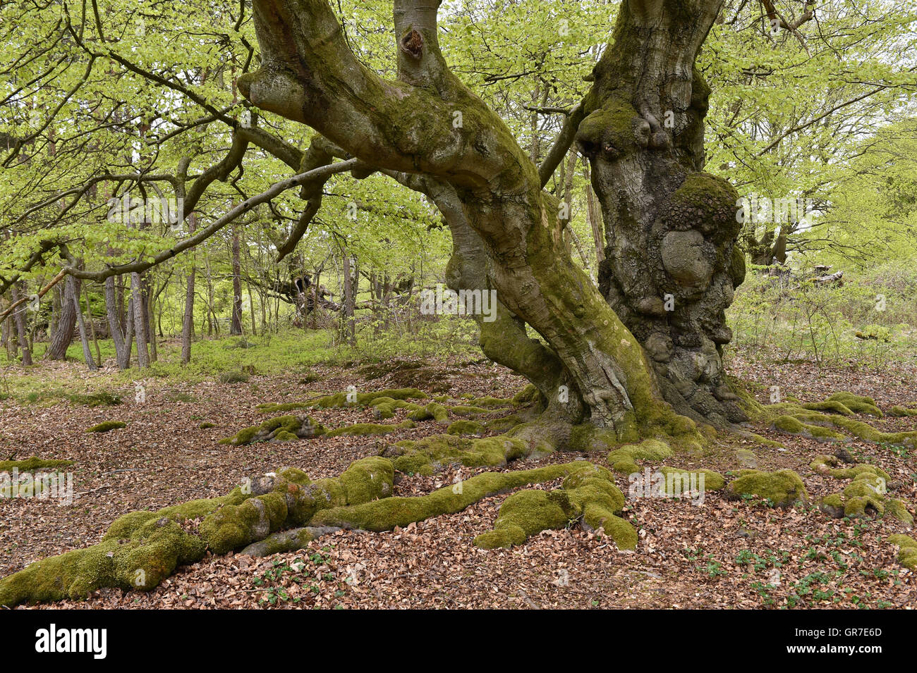 Tree Withered National Park High Resolution Stock Photography and ...