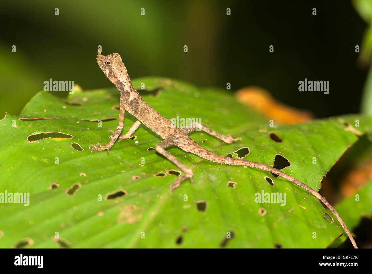 Ornate Shrub Lizard (Aphaniotis ornata) resting on leaf, Kinabatangan, Sabah, Borneo, Malaysia Stock Photo