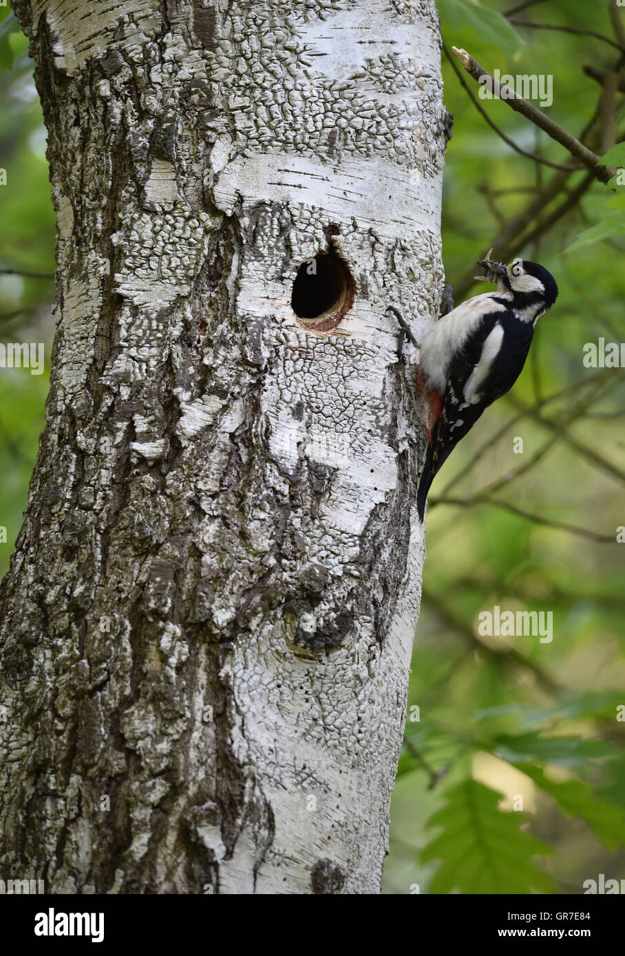 Woodpecker Feeding Insects Stock Photo