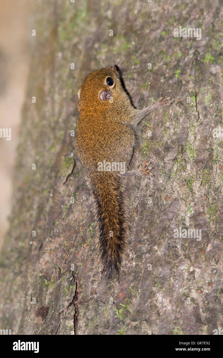 Plain Pygmy Squirrel (Exilisciurus exilis), Kinabatangan, Sabah, Malaysia, Borneo Stock Photo