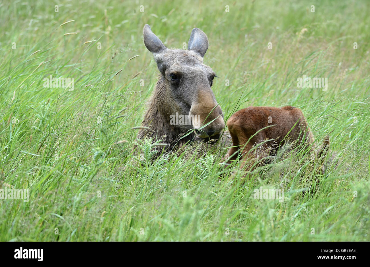 Elk With Young Stock Photo