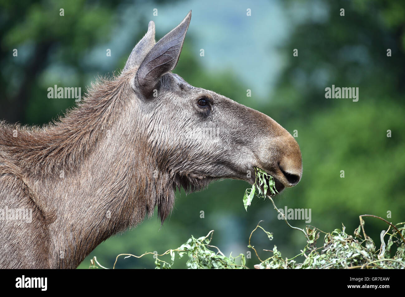 Moose Eats Stock Photo