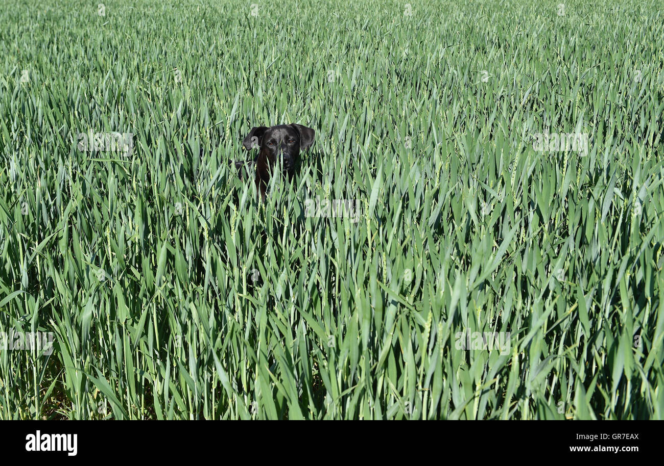 Labrador In The Field Stock Photo