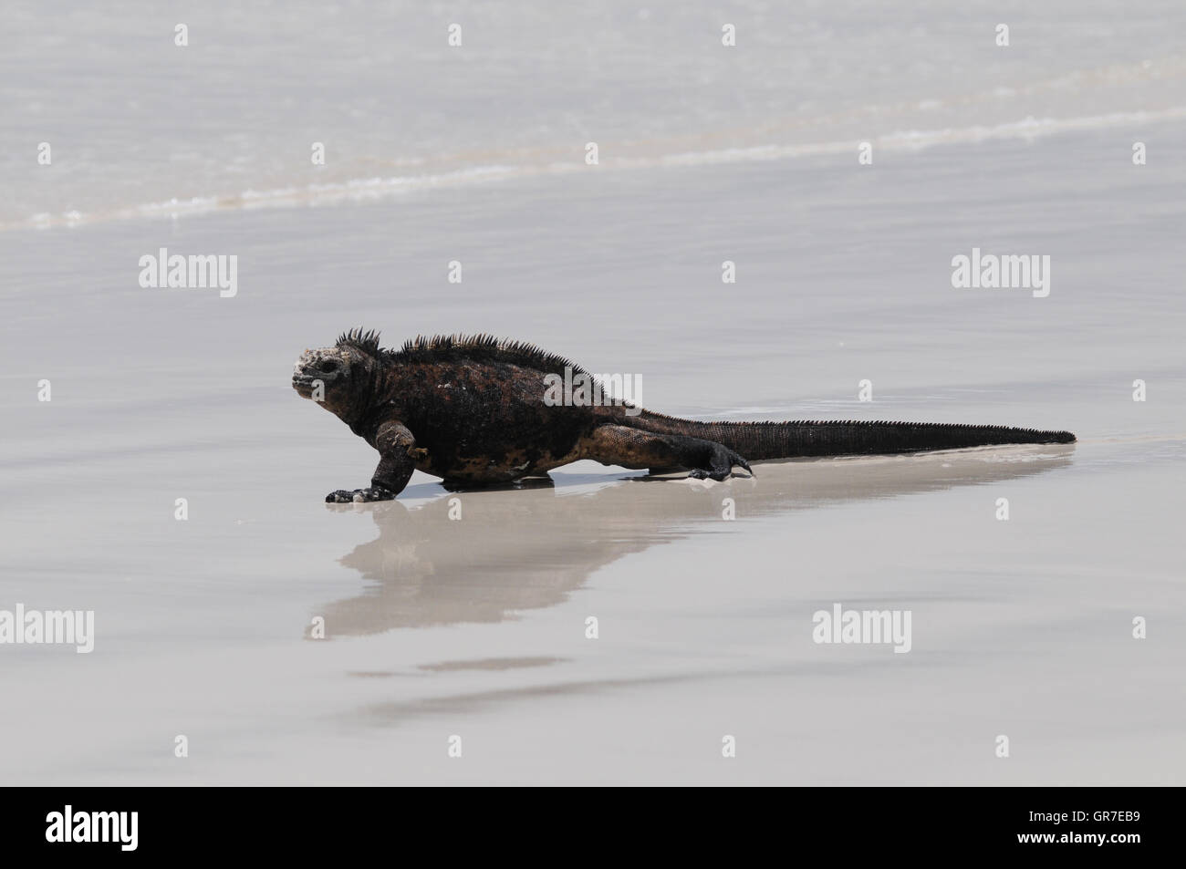 Marine Iguana On The Beach Stock Photo