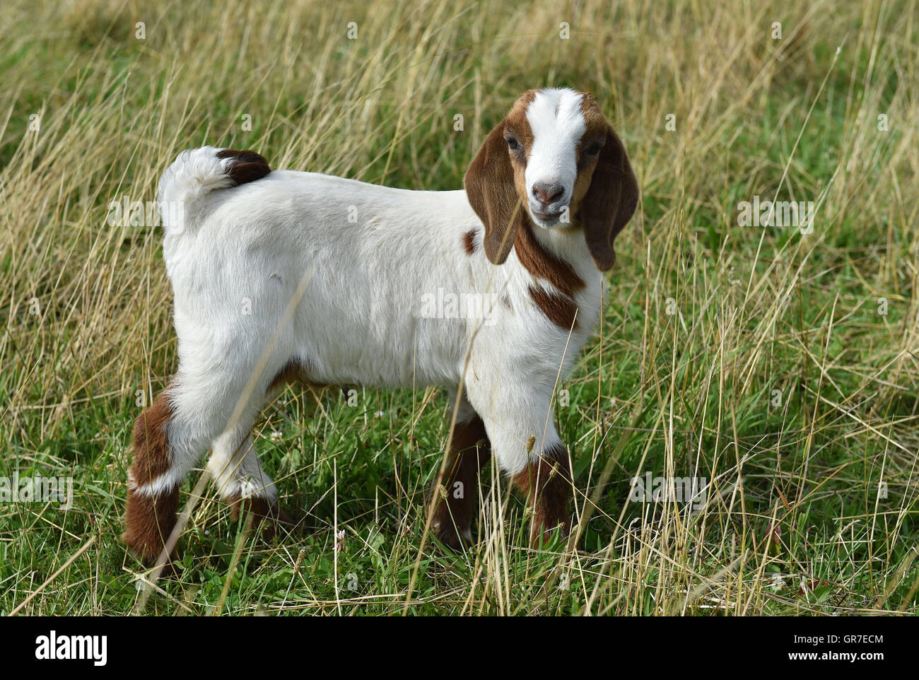 Boer Goat Outline