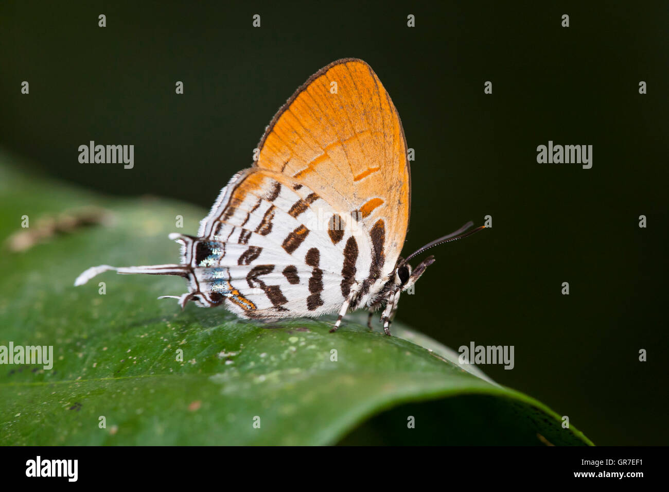 Common Posy (Drupadia ravindra moorei) resting on leaf, Kinabatangan, Sabah, Borneo, Malaysia Stock Photo