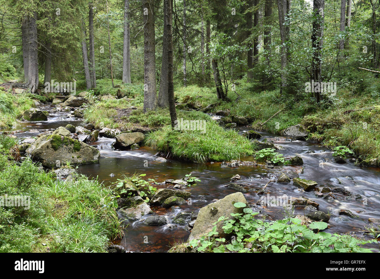 Creek In The Harz Stock Photo