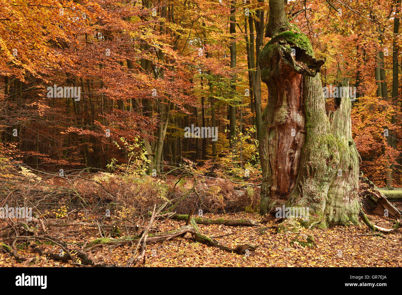 Deciduous Forest In Autumn Stock Photo - Alamy