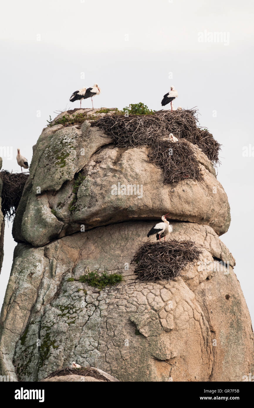 White Storks (Ciconia ciconia) nesting on granite boulders, Los Barruecos Natural Monument, Extremadura, Spain, Europe Stock Photo