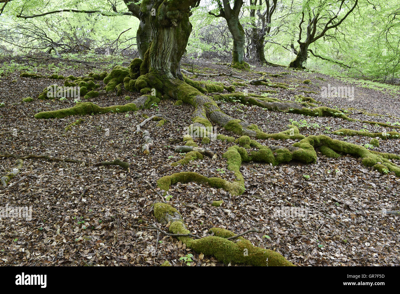 Halloh forest hi-res stock photography and images - Alamy