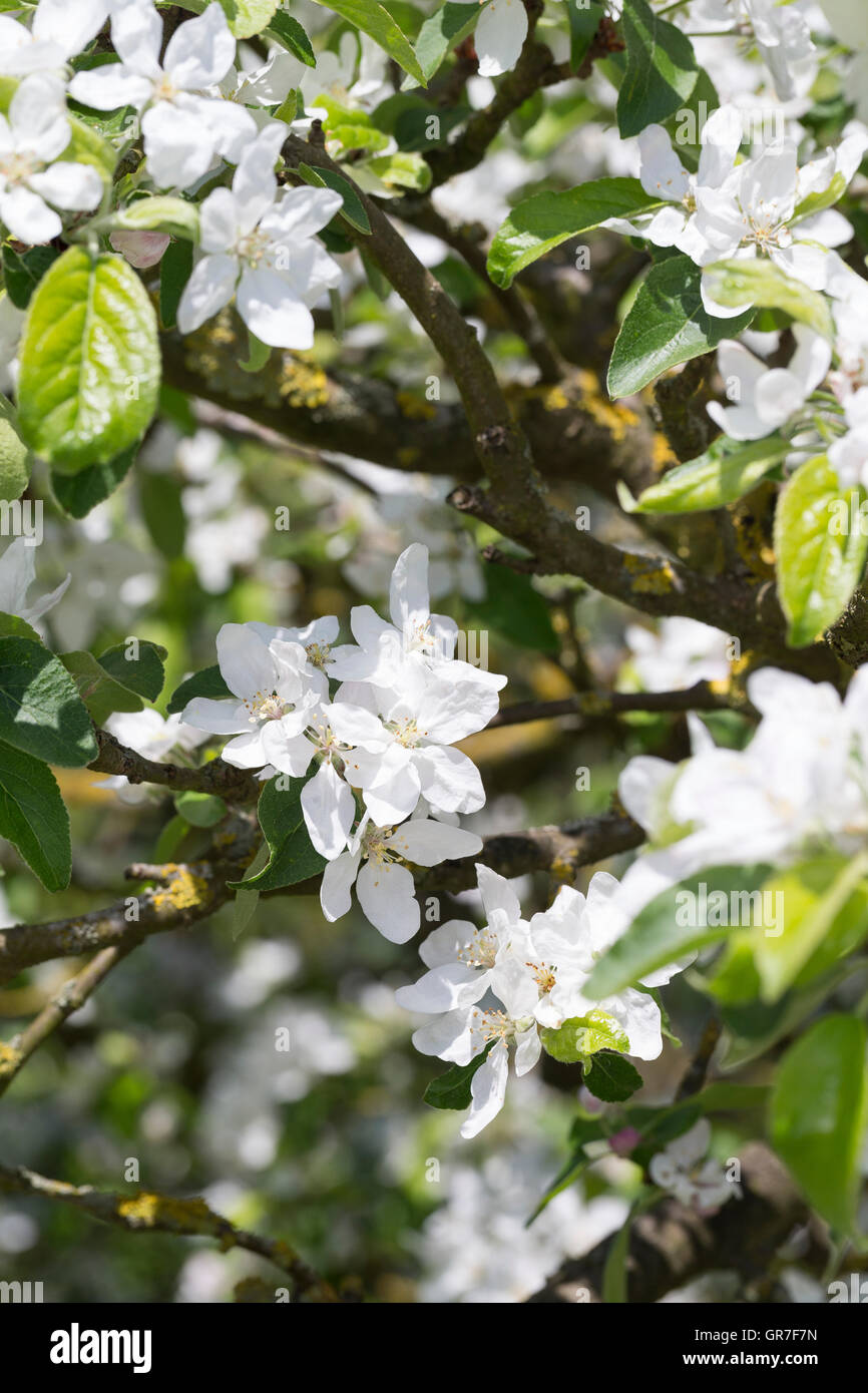 Apfel, Apfelbaum, Apfelblüte, Obstblüte, Kultur-Apfel, Malus domestica, Apple, Obstbaum Stock Photo