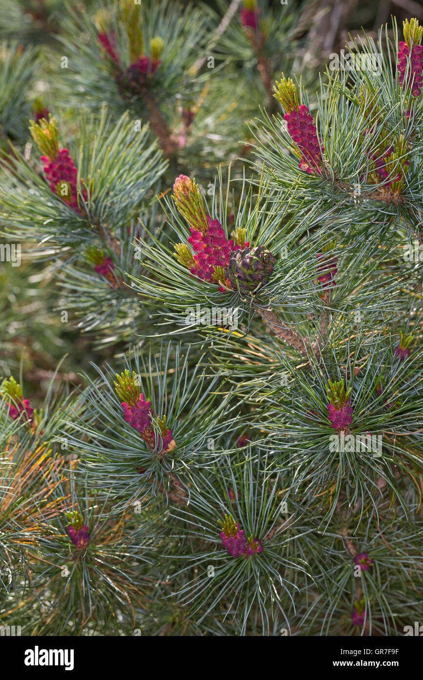 Schwarz-Kiefer, Schwarzkiefer, Kiefer, Blüte, Blüten, Pinus nigra, Pinus austriaca, Black Pine Stock Photo
