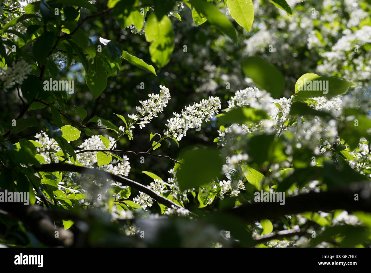 Gewöhnliche Traubenkirsche, Prunus padus, European Bird Cherry, Merisier à grappes Stock Photo