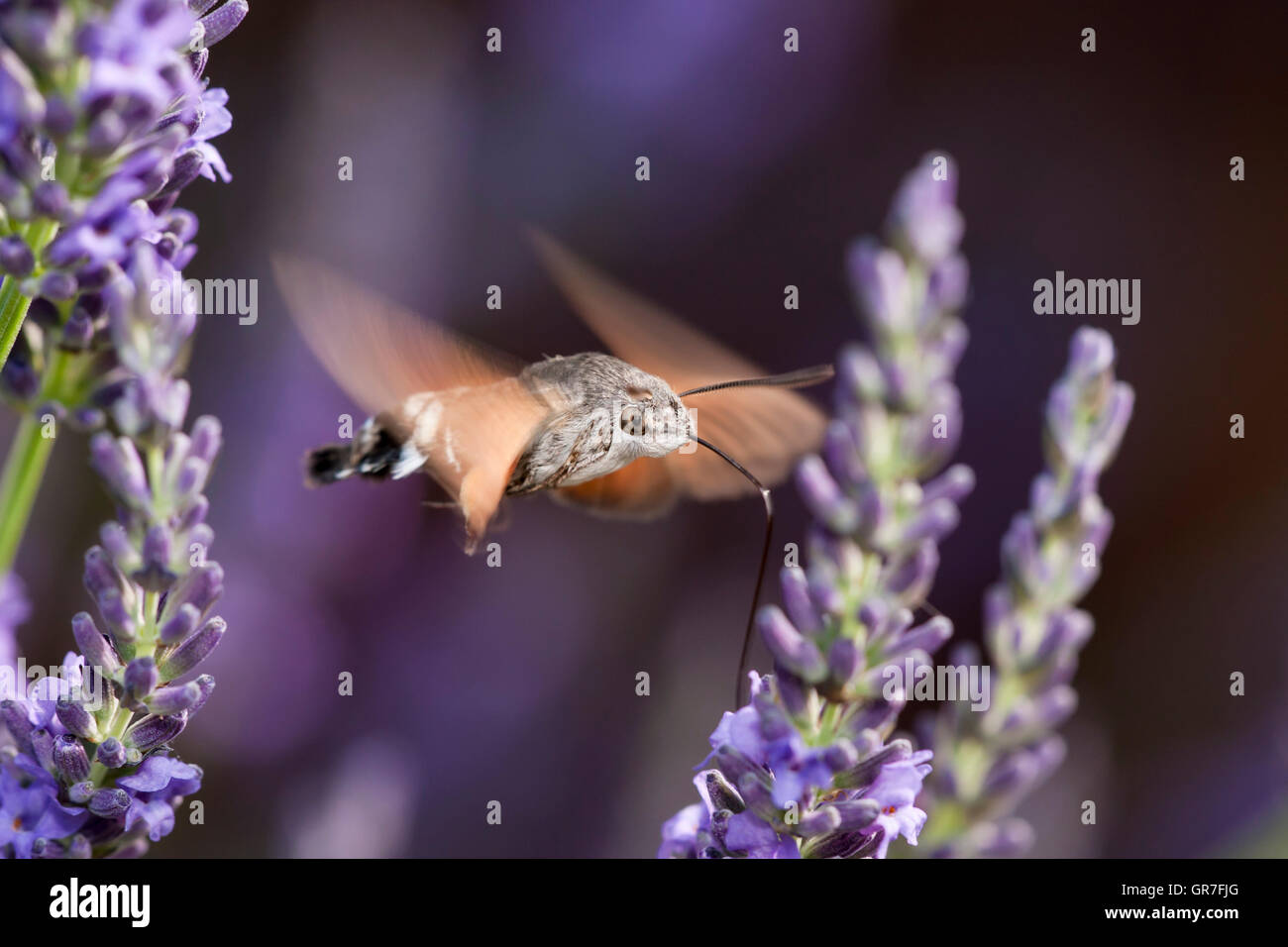 Hummingbird Hawk Moth (Macroglossum stellatarum) feeding on Lavender (Lavandula angustifolia), Dordogne, Aquitaine, France Stock Photo