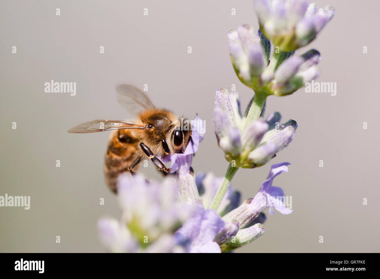 European Honey Bee (Apis mellifera) feeding on nectar of Lavender (Lavandula angustifolia), Dordogne, Aquitaine, France Stock Photo