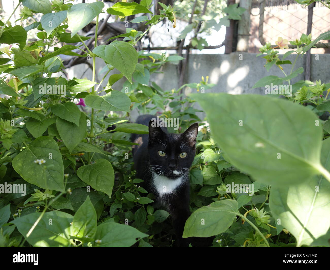 Cat in the garden Stock Photo Alamy