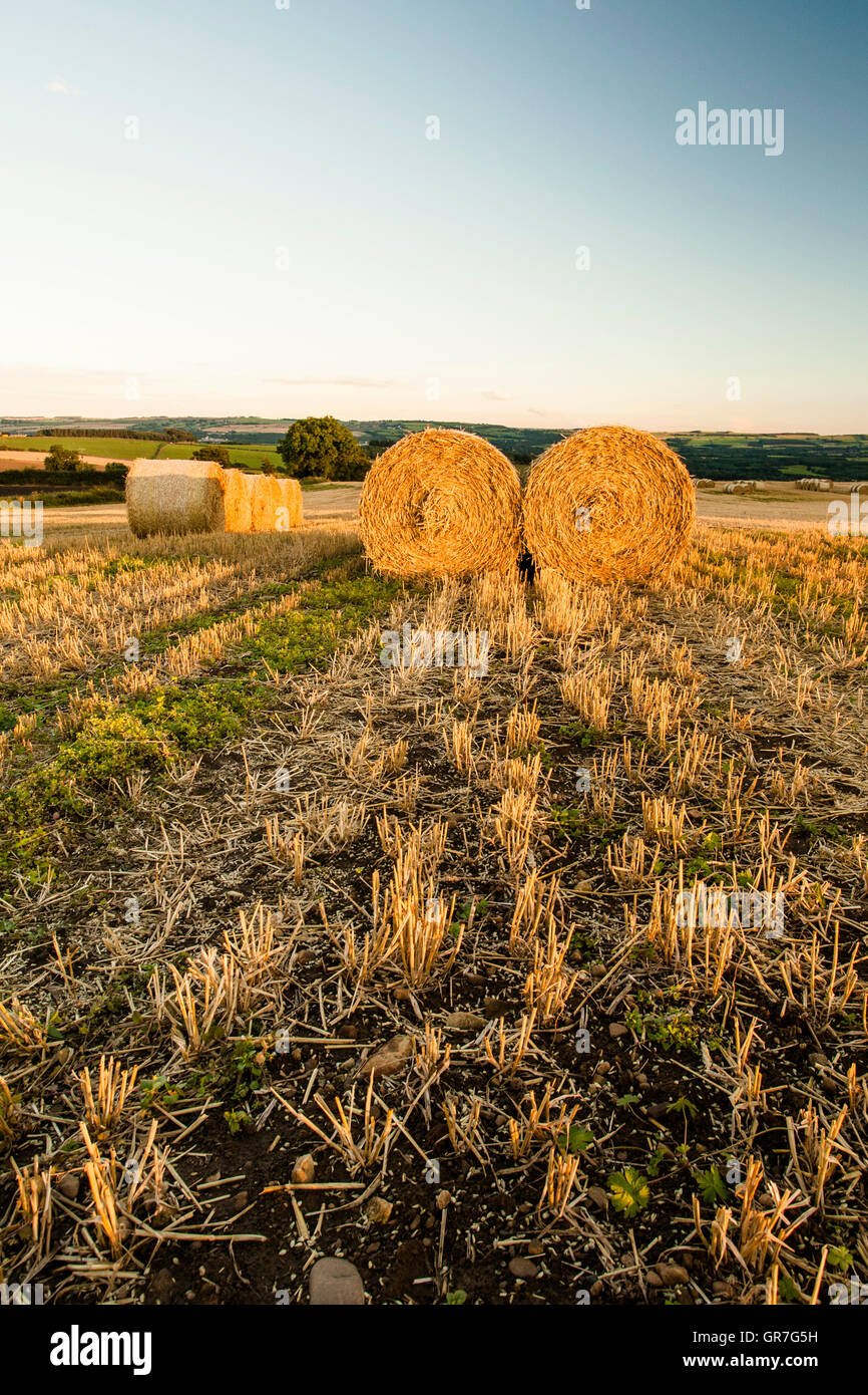 Hay bales in stubble field, Northumberland, UK Stock Photo