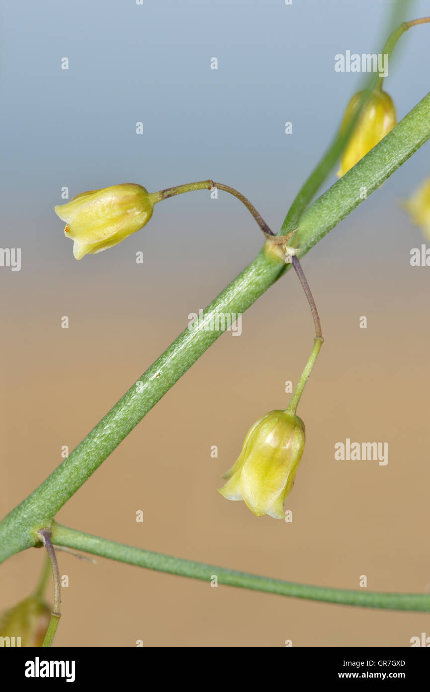 Asparagus plant flower hires stock photography and images Alamy