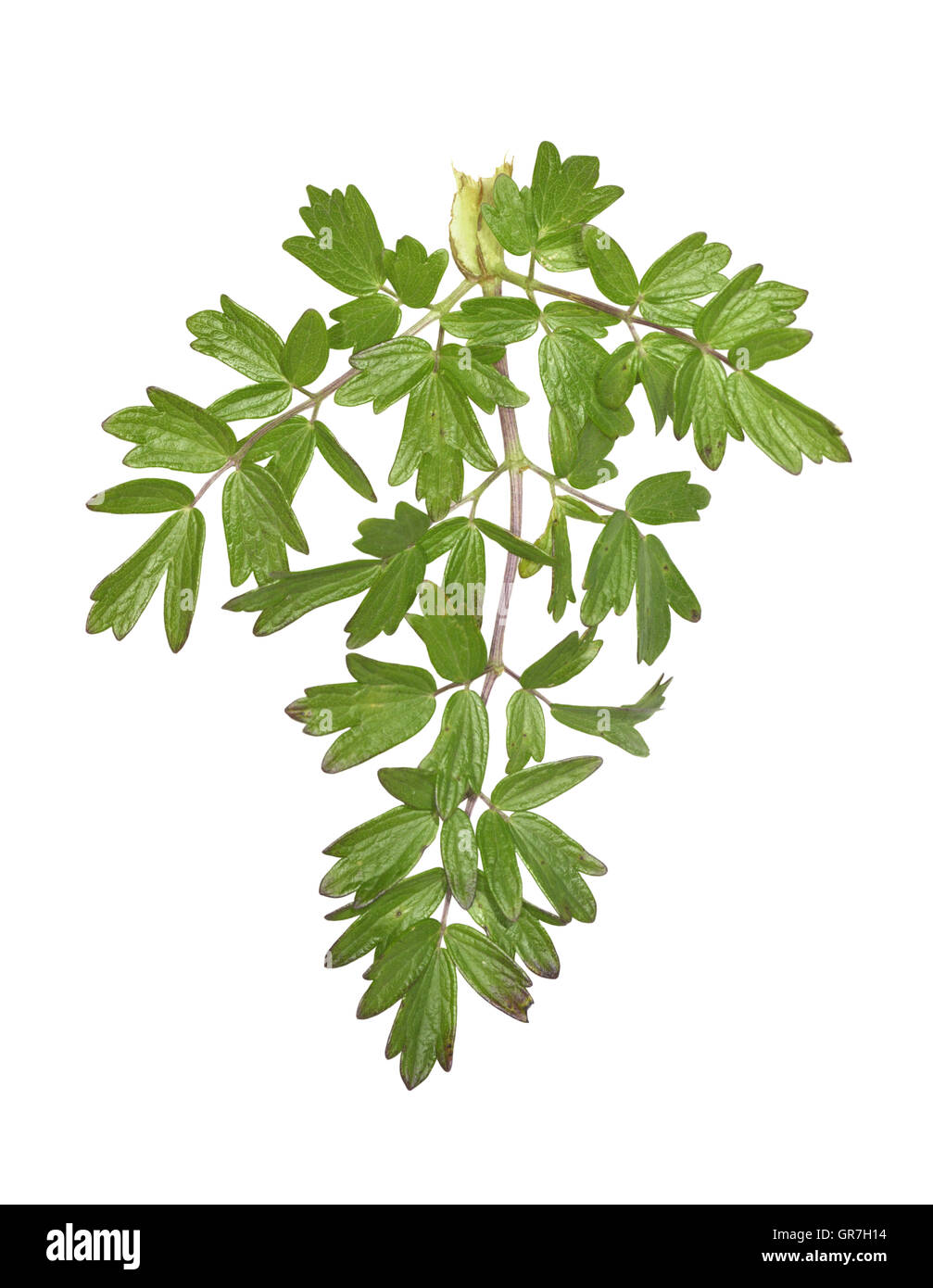 Common Meadow-rue - Thalictrum flavum Stock Photo