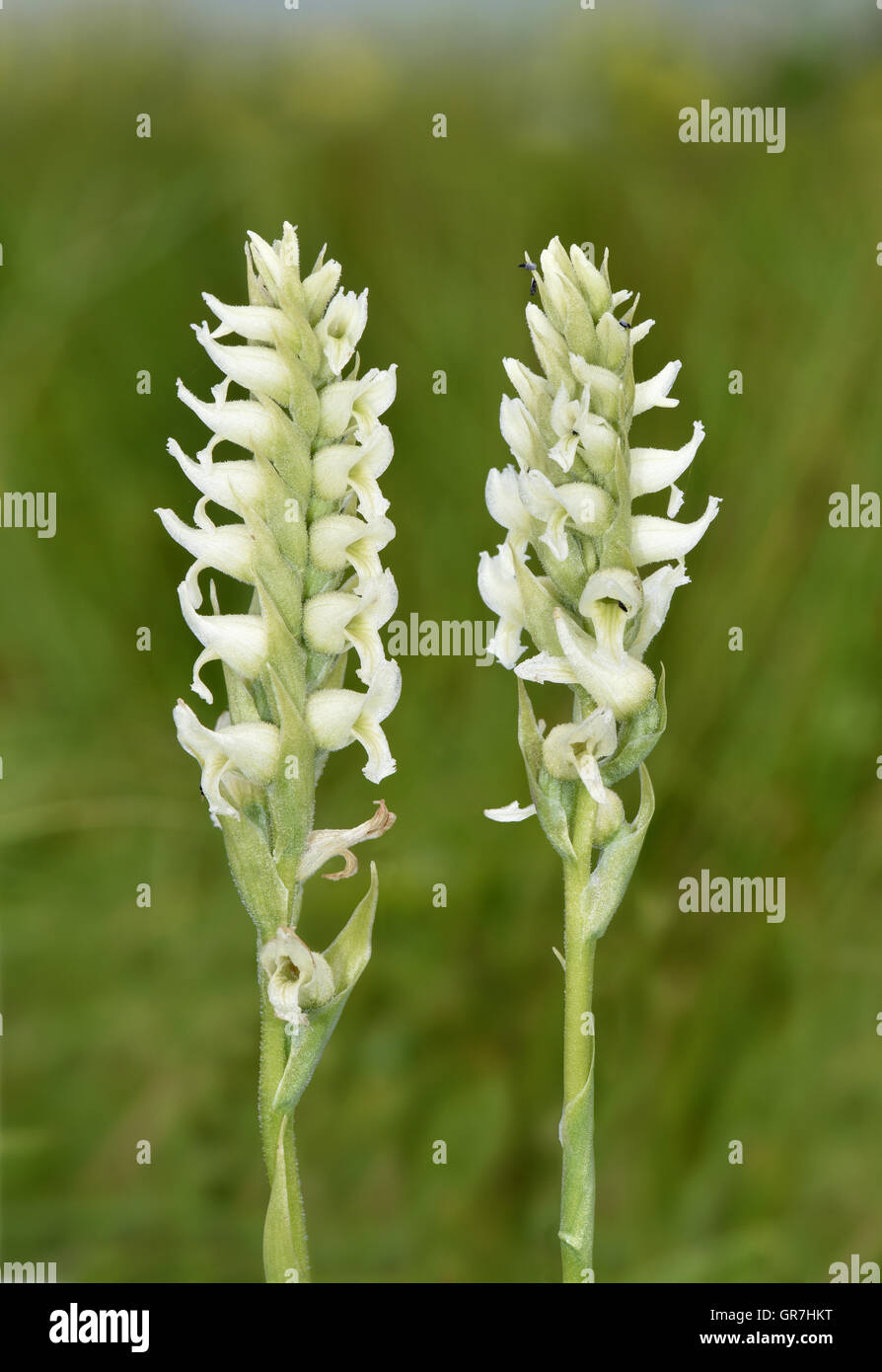 Irish Lady's-tresses - Spiranthes romanzoffiana Stock Photo