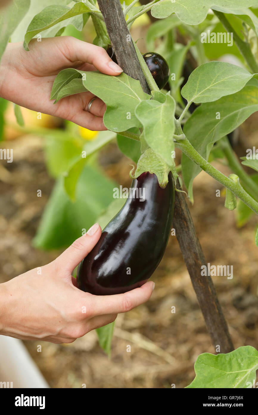 Woman's hands holding a ripe aubergine. Horticulture, harvest, local farmer concept Stock Photo