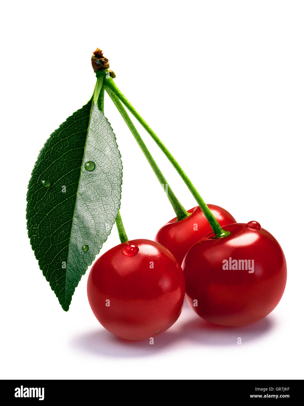Sour cherries  (Prunus cerasus) with leaf. Clipping paths, shadow isolated Stock Photo