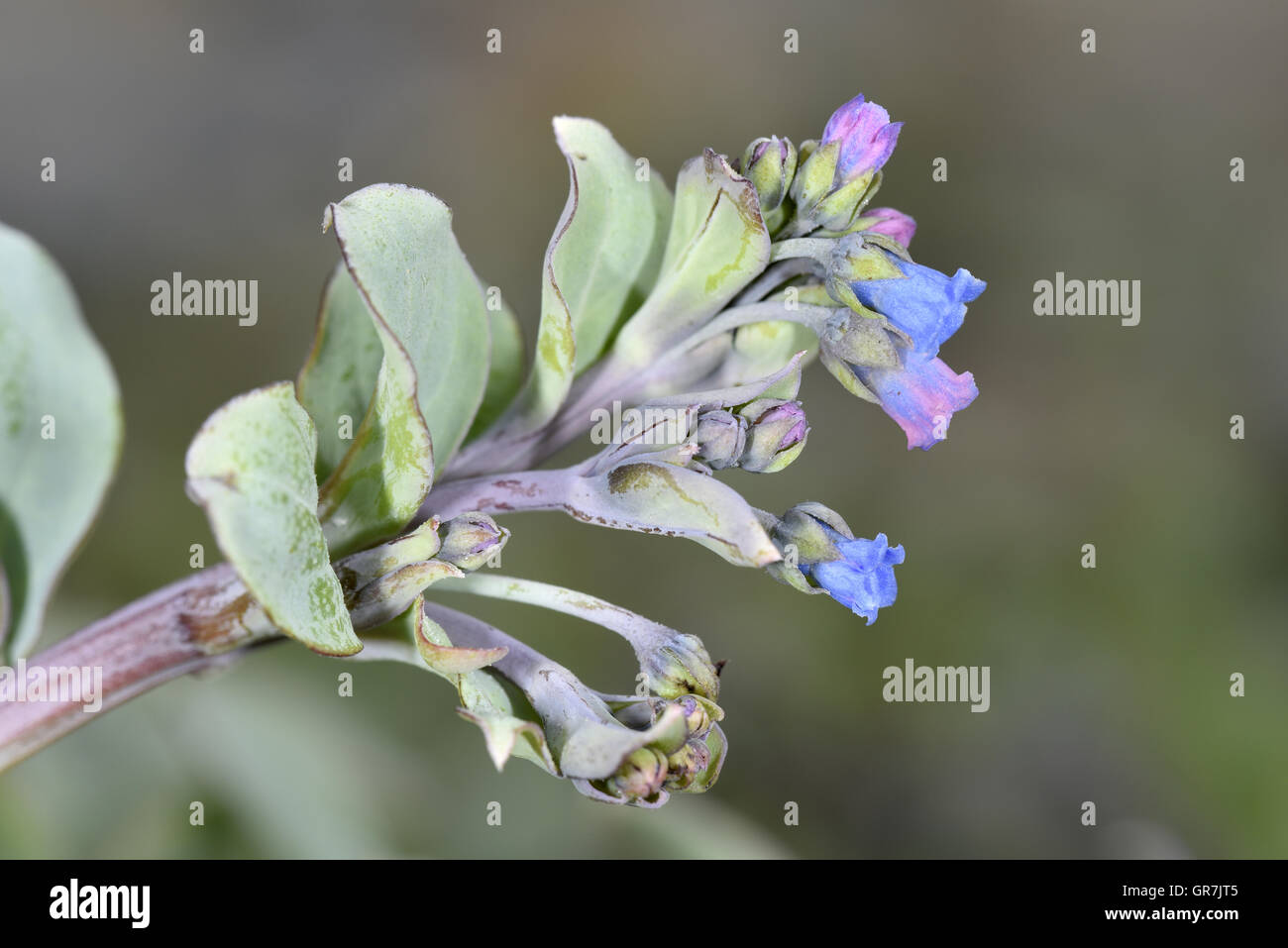 Oysterplant Mertensia Maritima Stock Photo Alamy