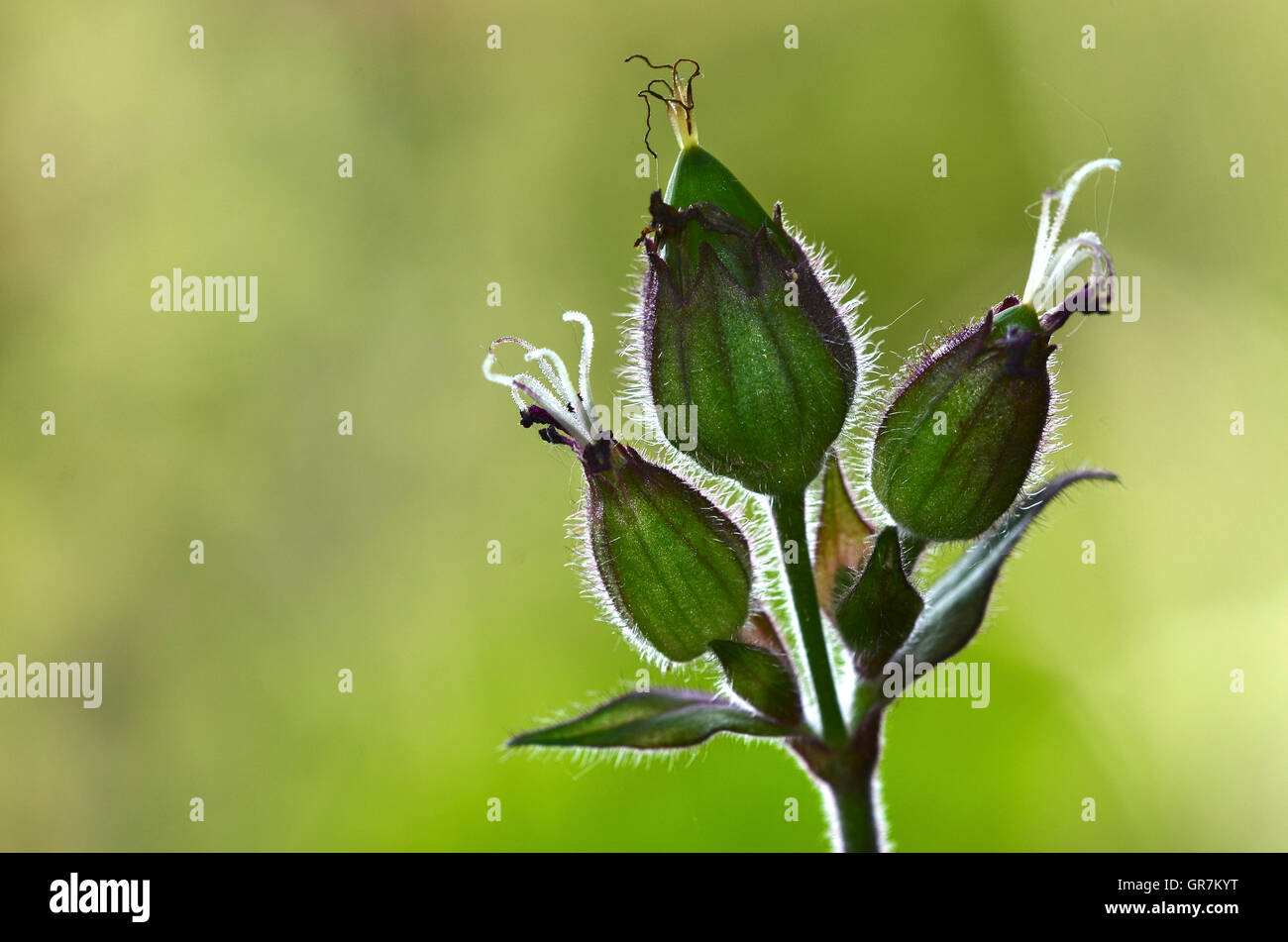 Red campion seed pods Stock Photo