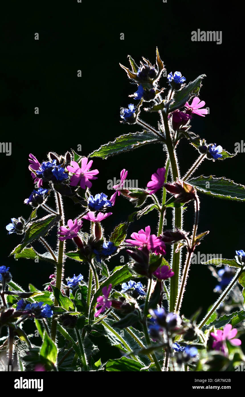 Backlit red campion and alkanet flowers Stock Photo