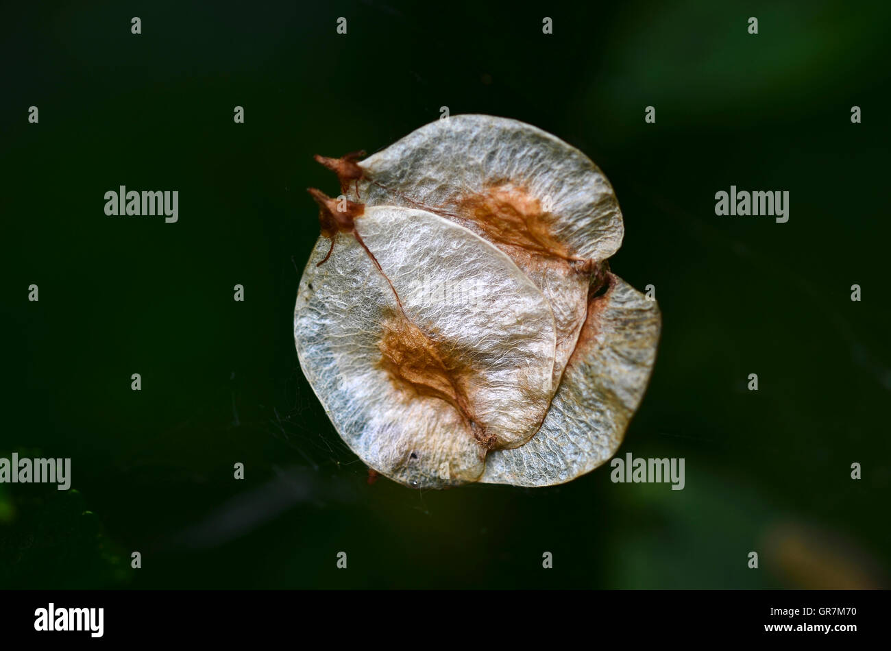 Wych elm seeds Stock Photo