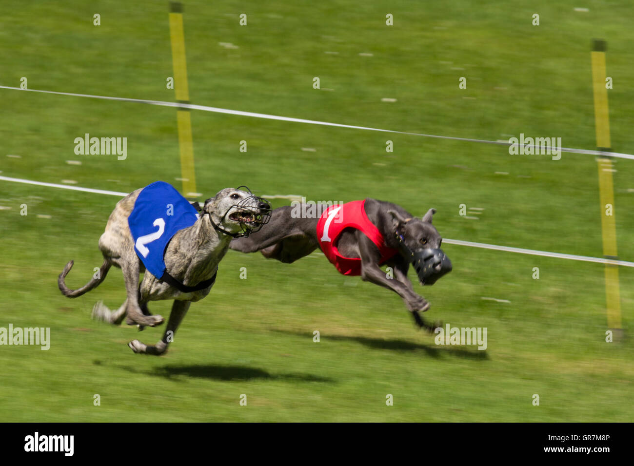 Leaping greyhound hires stock photography and images Alamy