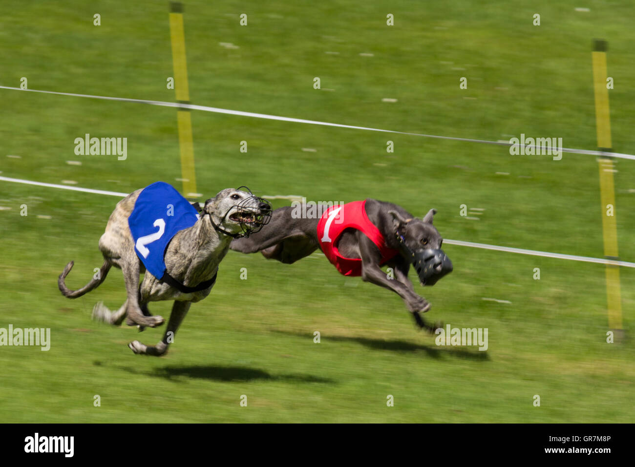 Greyhounds racing Stock Photo