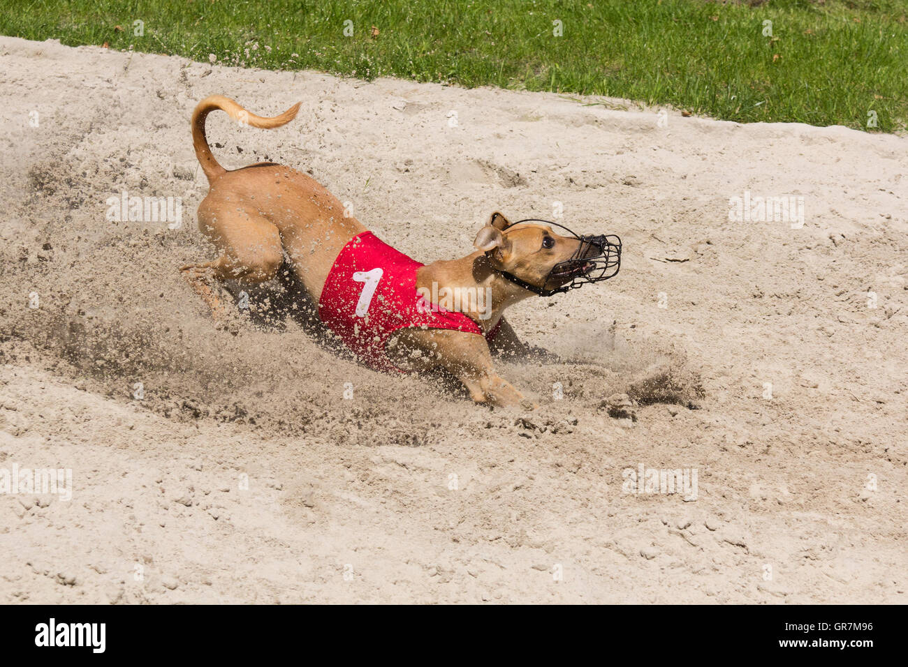 Greyhound in a sandbox Stock Photo
