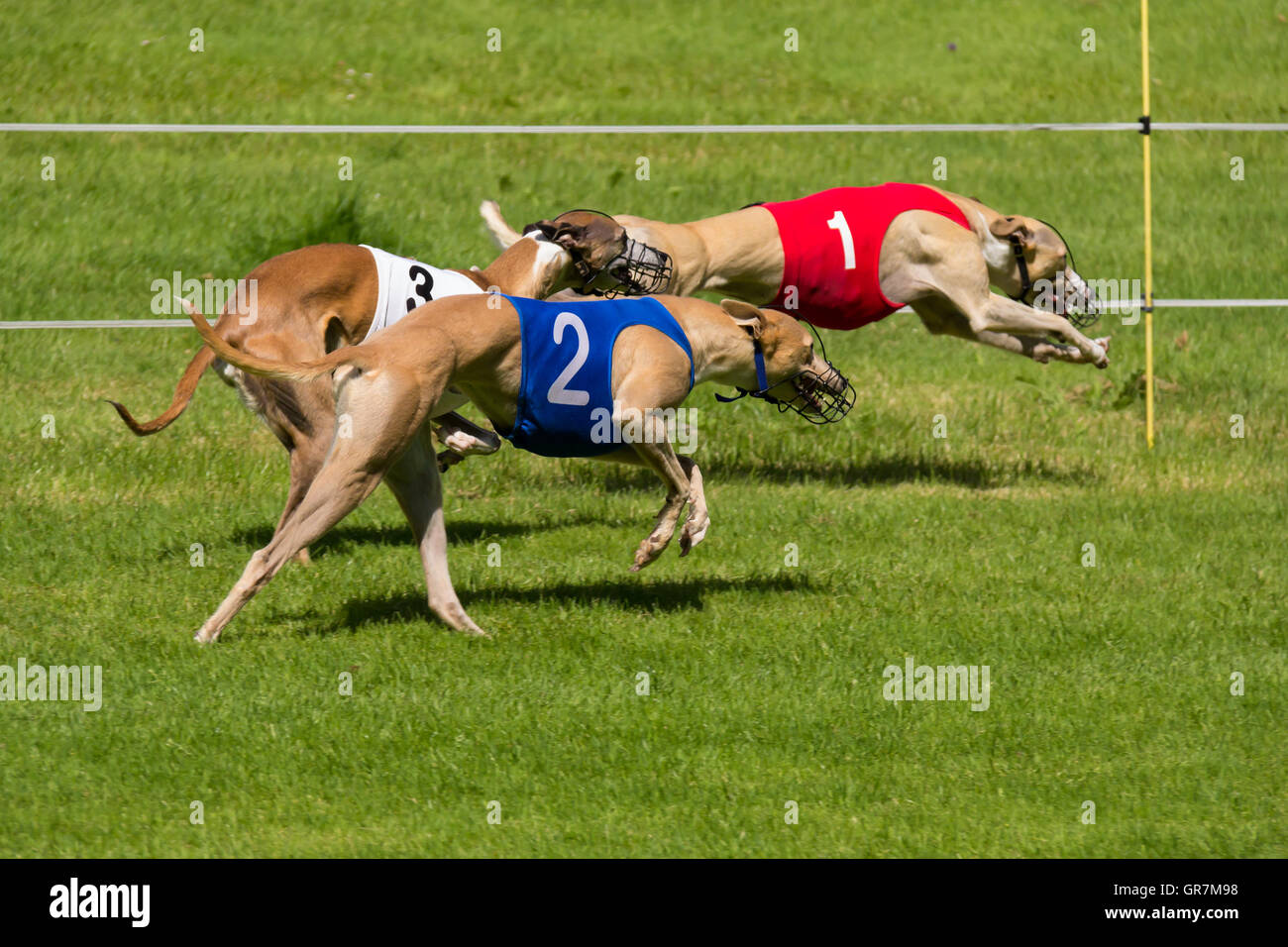 Greyhounds racing Stock Photo